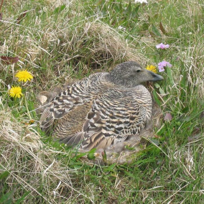 Betten-Stumpf Eiderdaunendecke (Island)